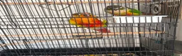 Conures birds for sale: Green cheek conures  - Advert 2