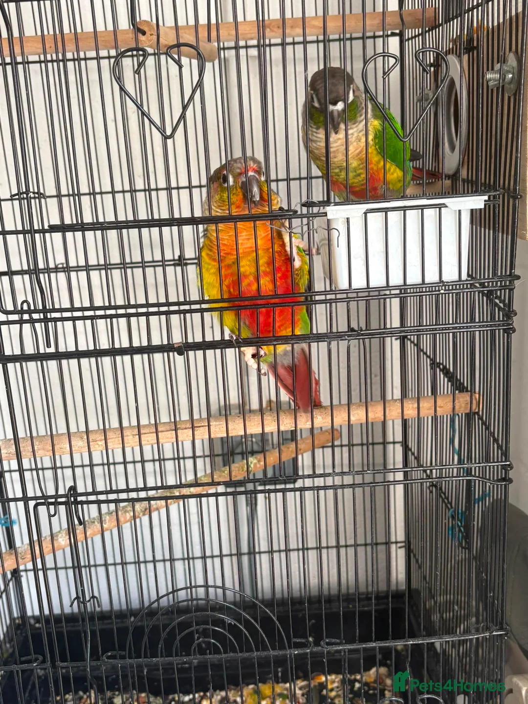 Conures birds for sale: Green cheek conures  - Advert 2