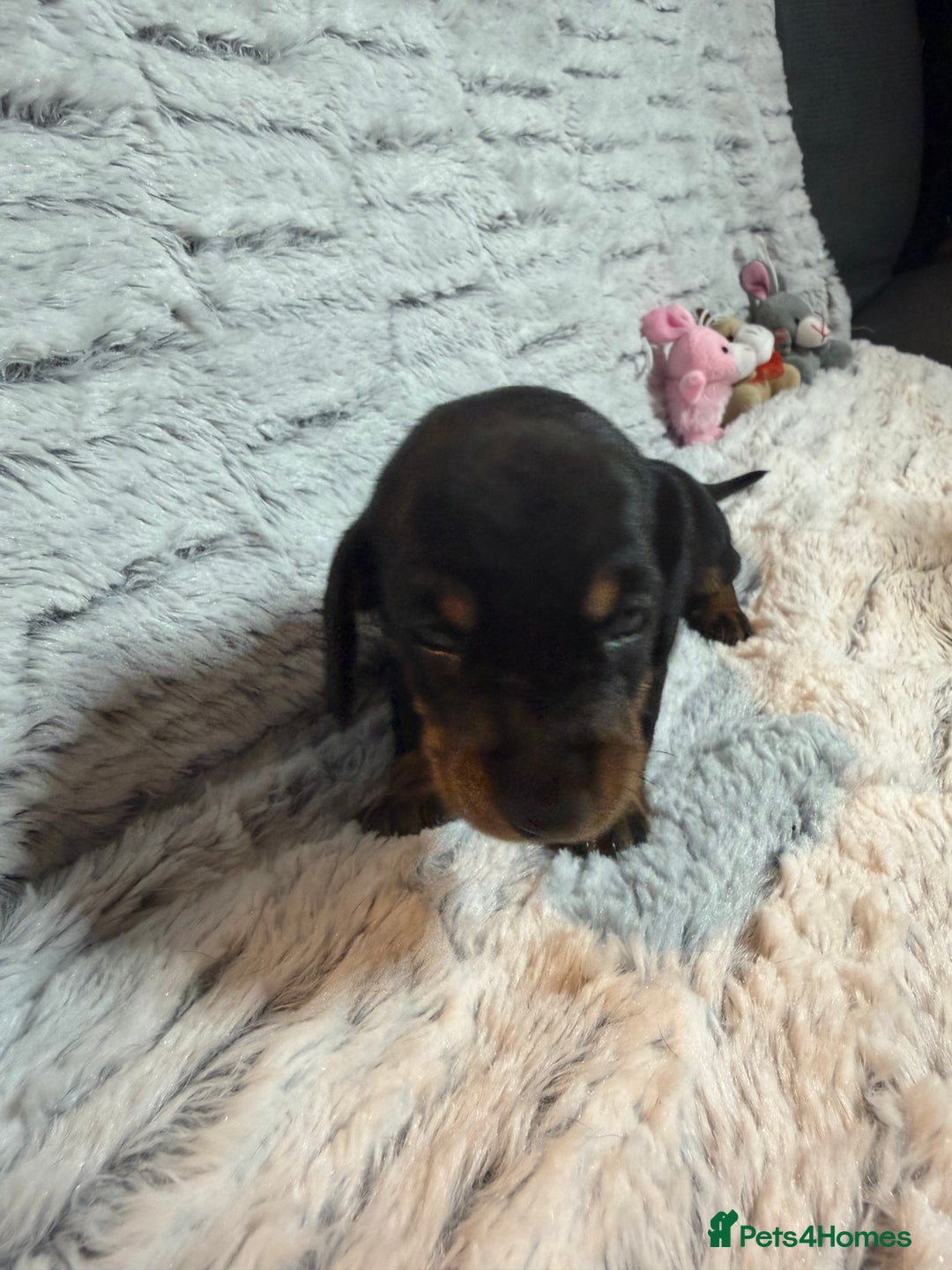 Dachshund dogs for sale: 6 Absolutely stunning dachshund  puppies for sale - Advert 17
