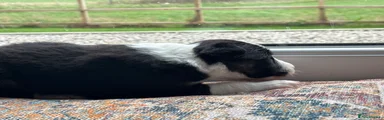 Border Collie Puppy 2