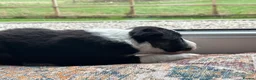 Border Collie dogs for sale: Exceptional Border collie pups  - Advert 33