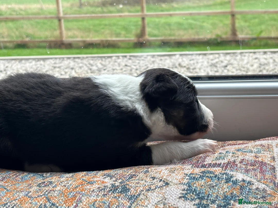 Border Collie dogs for sale: Exceptional Border collie pups  - Advert 33