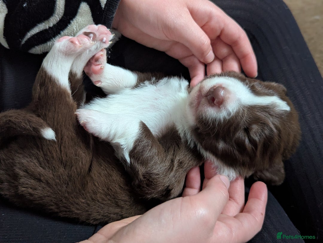 Border Collie dogs for sale: ISDS&KC REGISTERED BORDER COLLIE /MERLE PUPS  - Advert 9