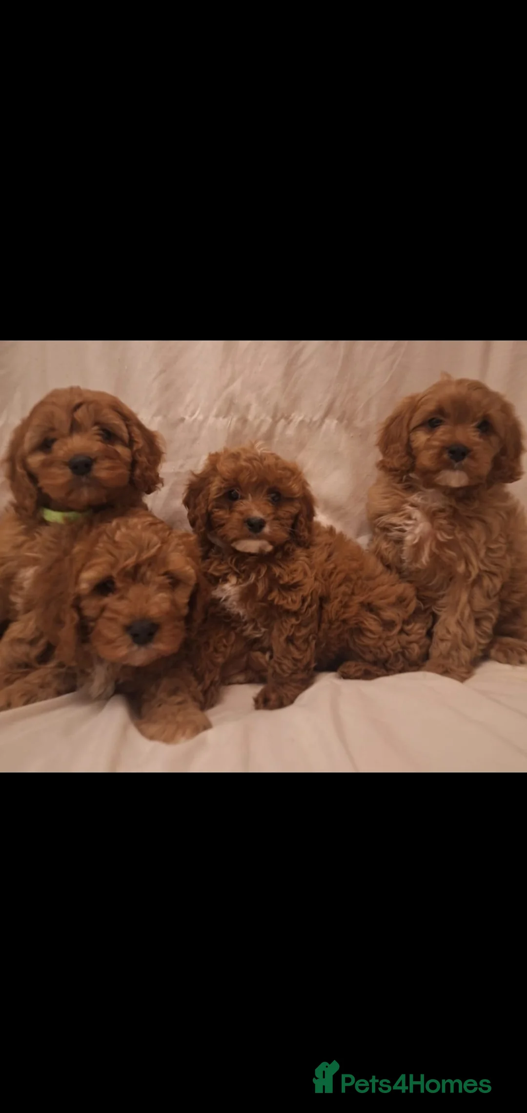 Cavapoo dogs for sale: Exceptional F1 Cavapoo's, health tested parents  - Advert 2