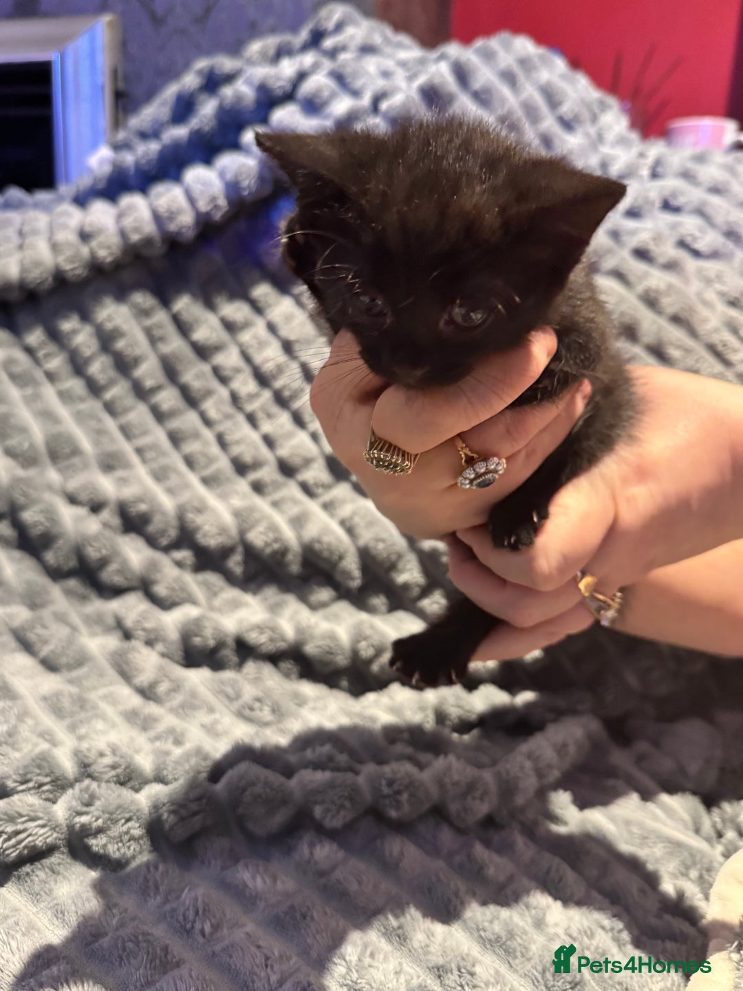 British Shorthair cats for sale: British shorthair x kittens - Image 6