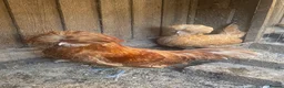 Chickens poultry for sale: Beautiful chicken , eggs , see details for price  - Advert 4