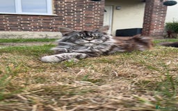 Maine Coon cats for sale: Maine Coon - Image 1