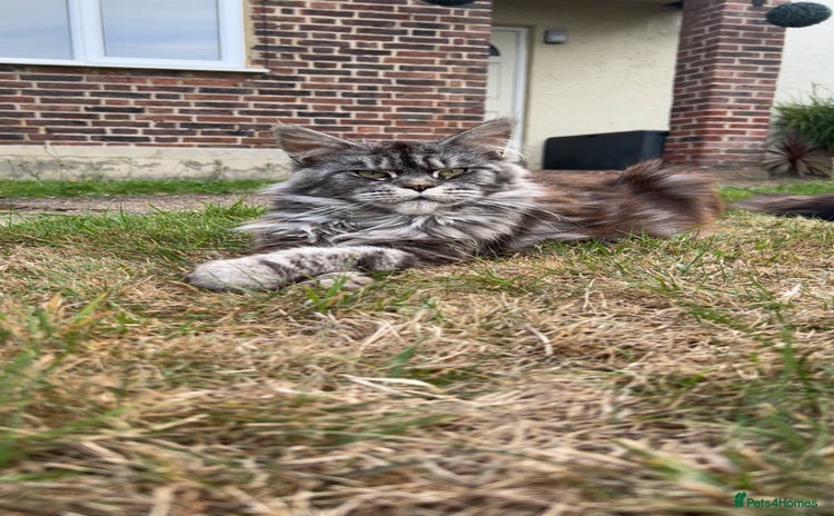 Maine Coon cats - Advert 16