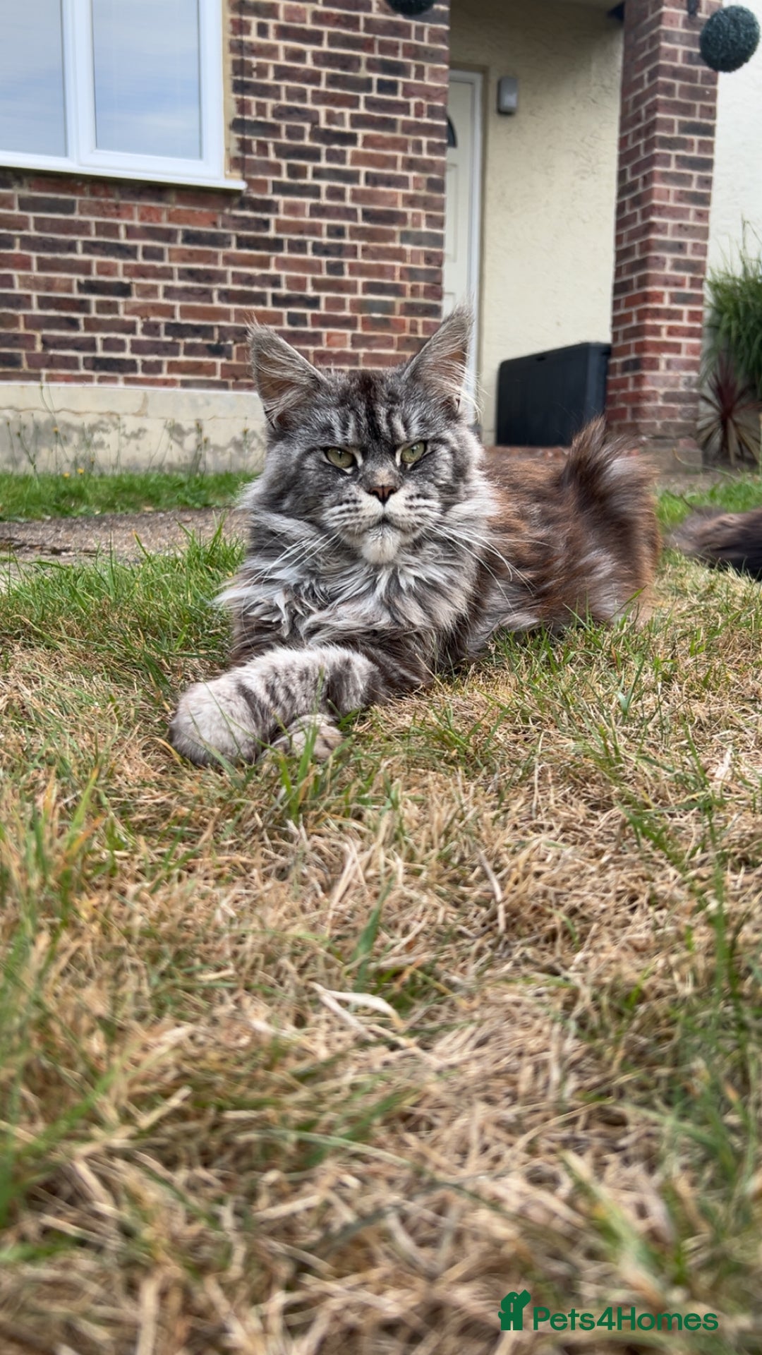 Maine Coon cats for sale: Maine Coon - Image 1