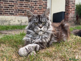 Maine Coon cats for sale - Advert 1