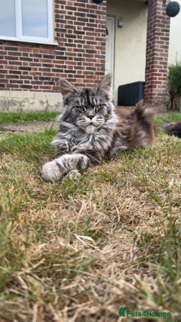 Maine Coon cats - Advert 8