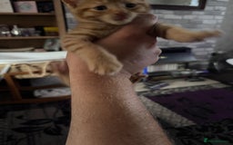 Mixed Breed cats for sale: 3 gorgeous ginger kittens READY NOW - Image 10