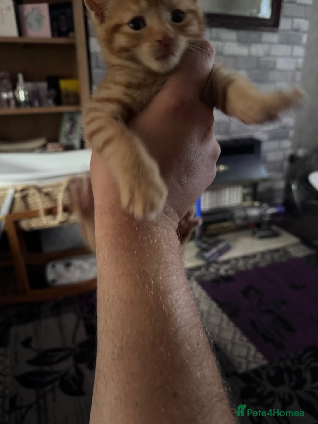 Mixed Breed cats for sale: 3 gorgeous ginger kittens READY NOW - Image 10