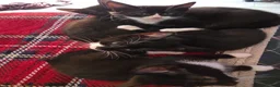 Mixed Breed cats for sale: 5 Beautiful and friendly tuxedo kittens - Advert 6