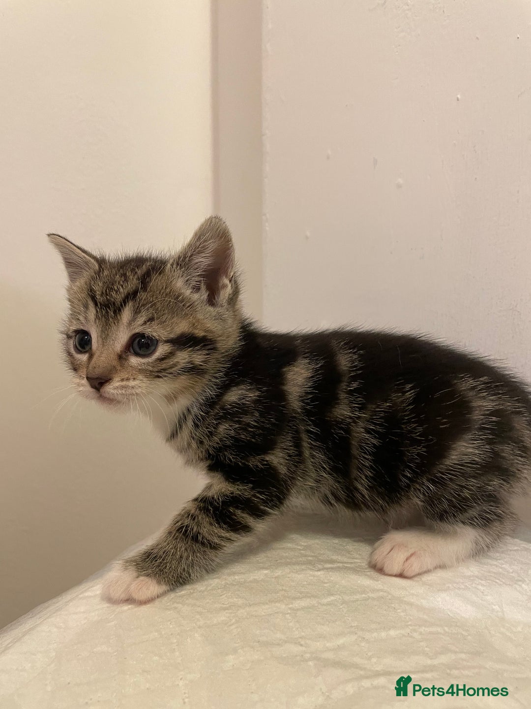 Mixed Breed cats for sale: Gorgeous kittens ready for new homes now  - Advert 3