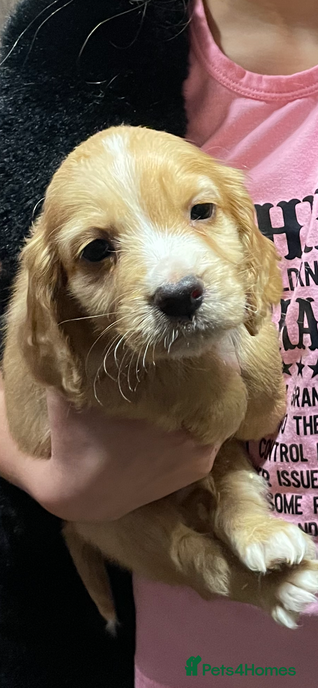 Cocker Spaniel dogs for sale: Cocker Spaniel Puppies - Advert 8