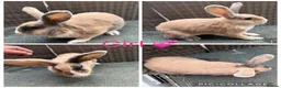 Mixed Breed rabbits for sale: Stunning Continental Giant crosses for new laps - Advert 5