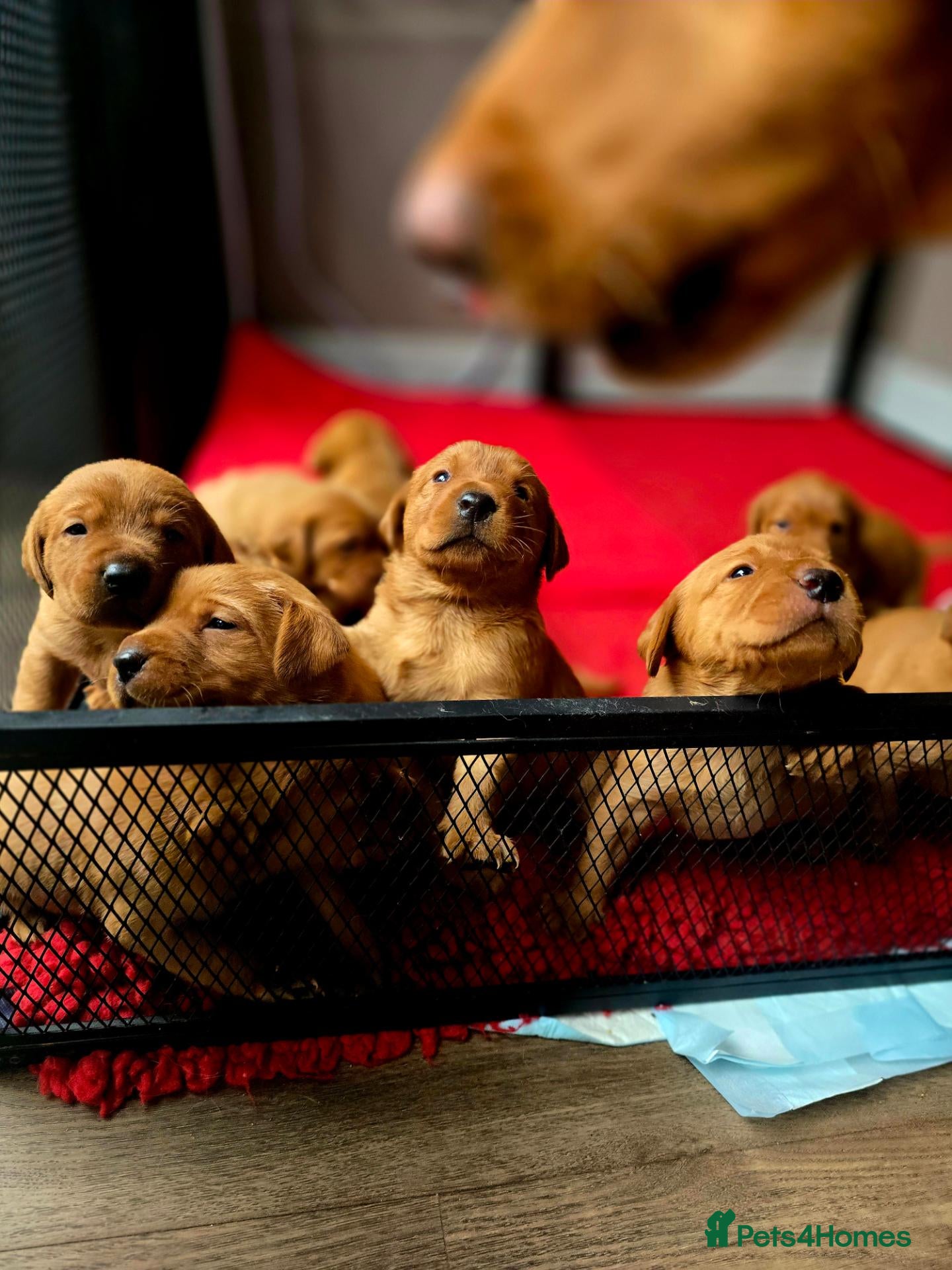 Labrador Retriever dogs Stunning litter of Fox Red Labrador Retrievers  - Advert 2