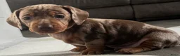 Miniature Dachshund dogs for sale: Miniature dachshunds  - Advert 15