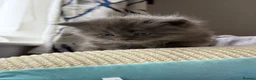 Mixed Breed cats for sale: Maine coon/Scottish fold /point  - Advert 8
