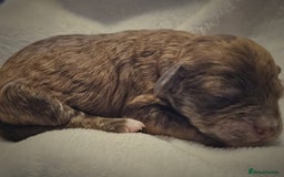 Cockapoo dogs for sale: sable & phantom & tri colour cockapoo puppies  - Image 11