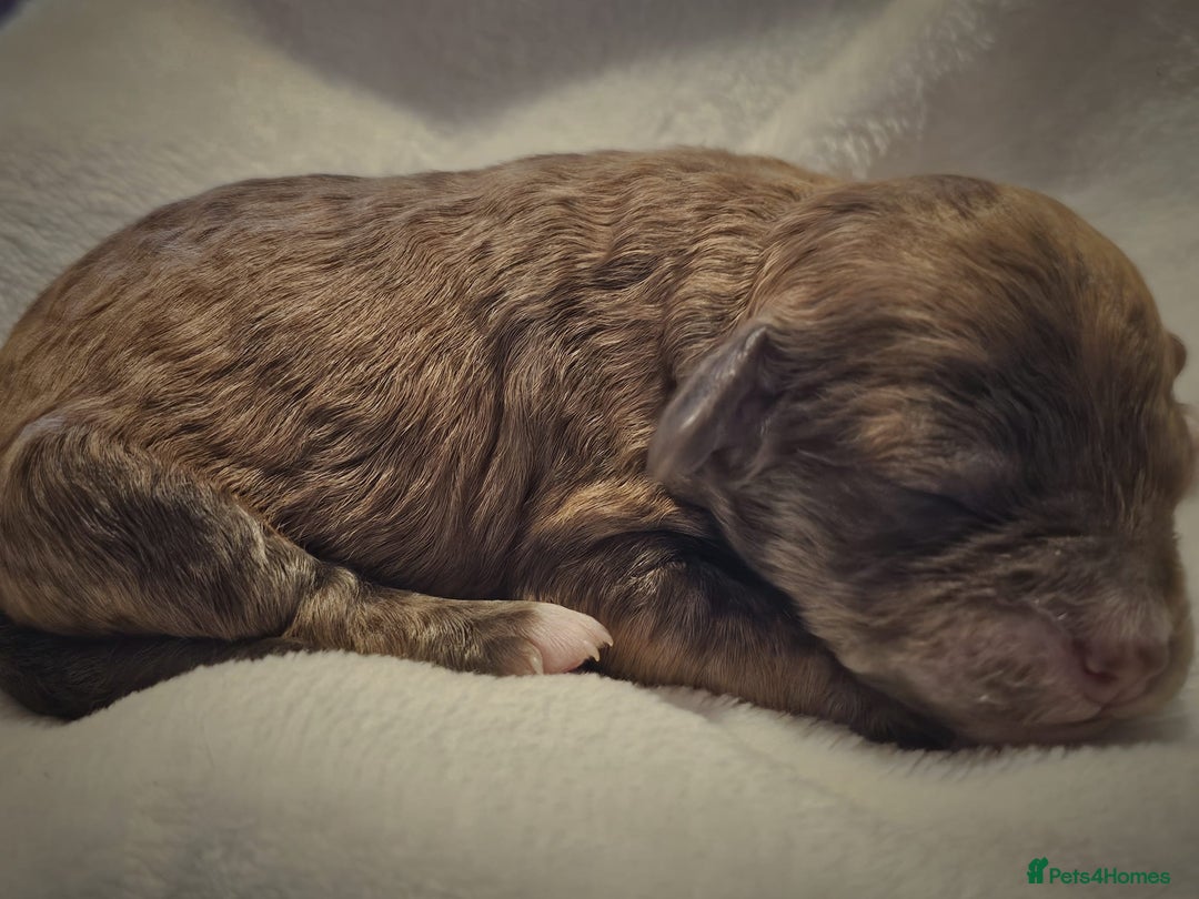 Cockapoo dogs for sale: sable & phantom & tri colour cockapoo puppies  - Image 11