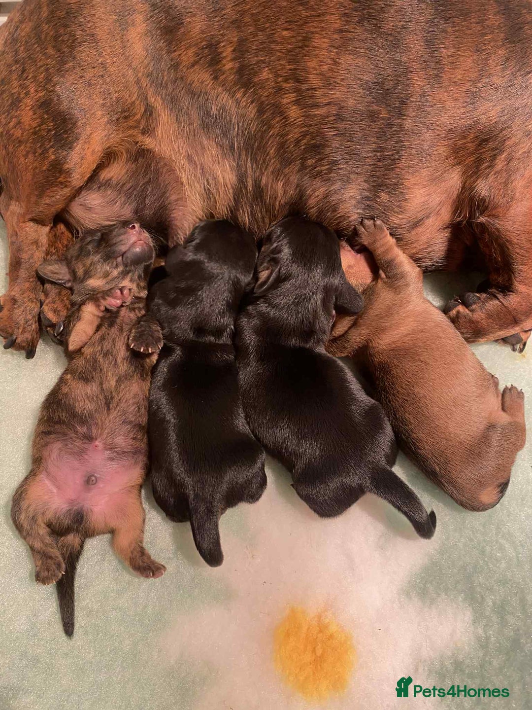 Miniature Dachshund dogs for sale: Black and Tan mini smooth boy  - Advert 7