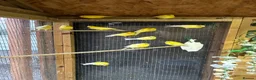 Canaries birds for sale: Raza Espanola Canaries in Newcastle upon Tyne - Advert 5