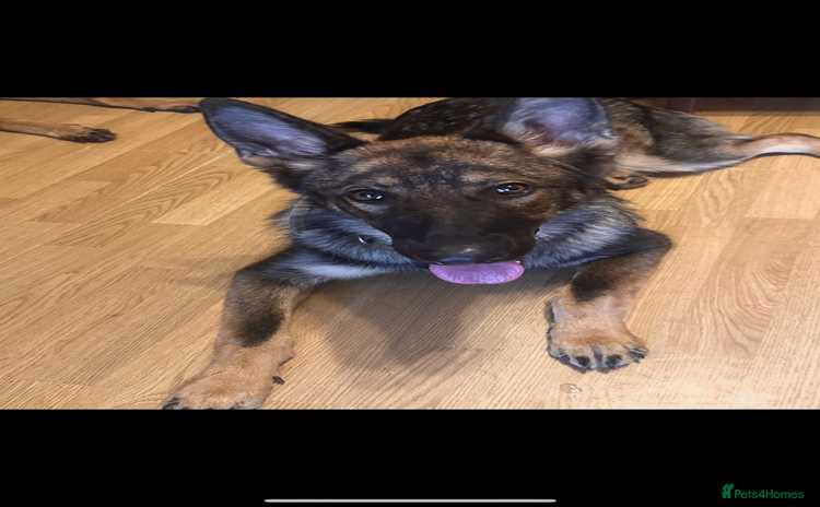 German Shepherd dogs - Advert 1