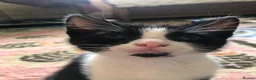 Domestic Shorthair cats for sale: Black and white domestic short hair boy kittens in Buxton - Advert 22