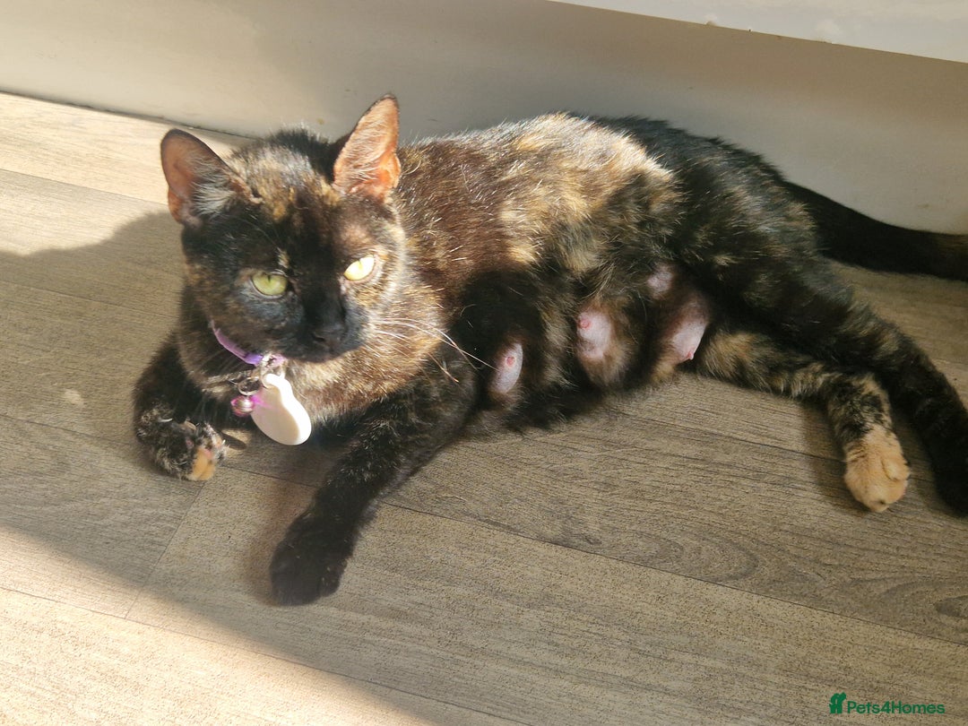 Mixed Breed cats for sale: Gorgeous Kittens. GINGER & All Black - Image 16