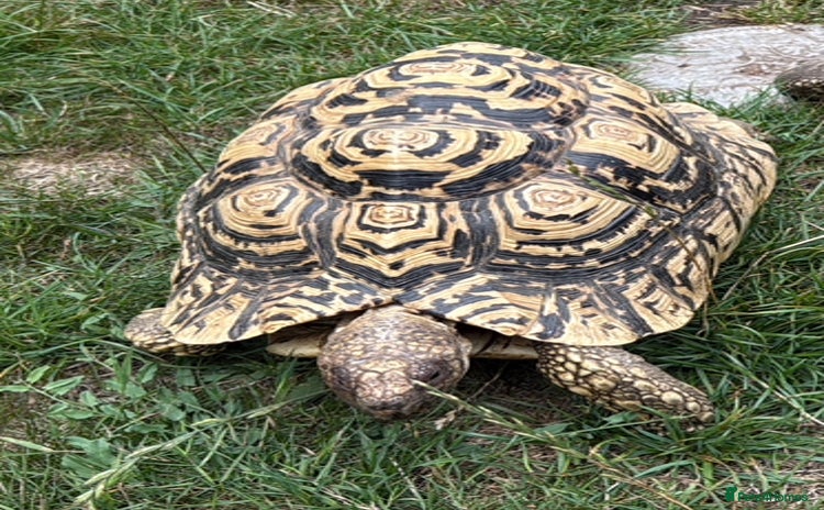Tortoise reptiles - Advert 10