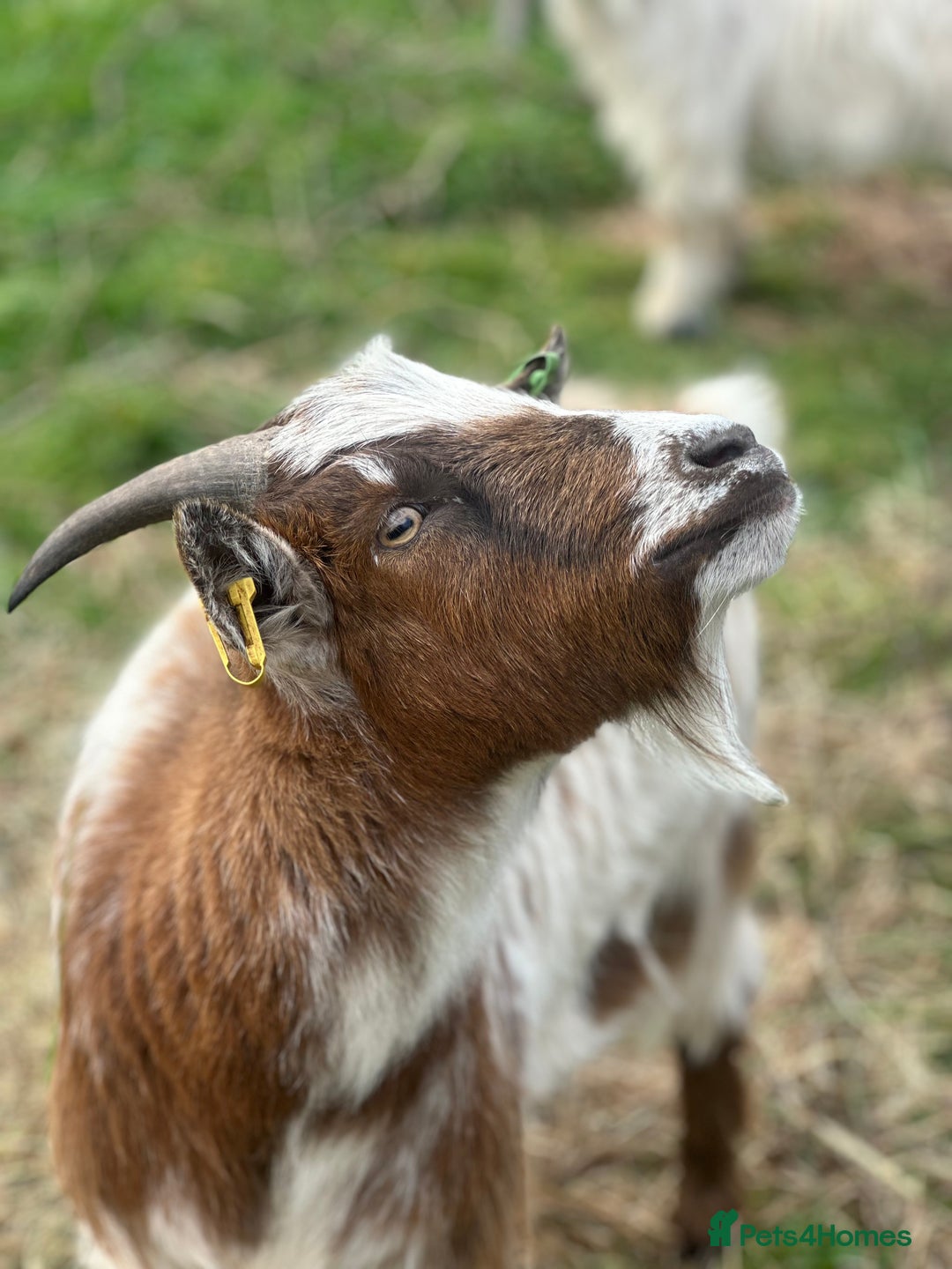 Goats livestock for sale: 2 MALE PYGMY GOATS FREE TO GOOD HOME - Image 2