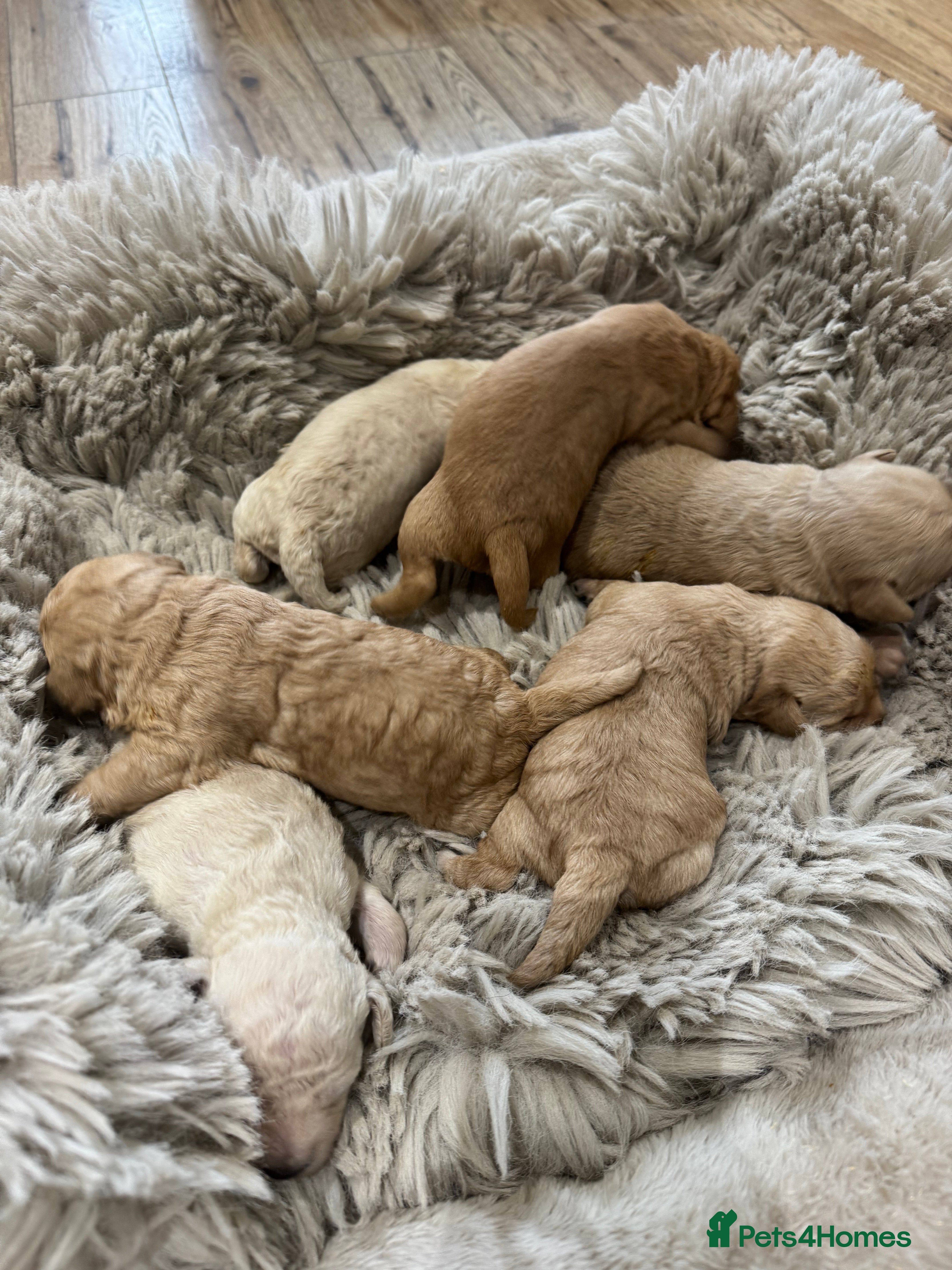 Cockapoo dogs Beautiful healthy cockapoo - Advert 1