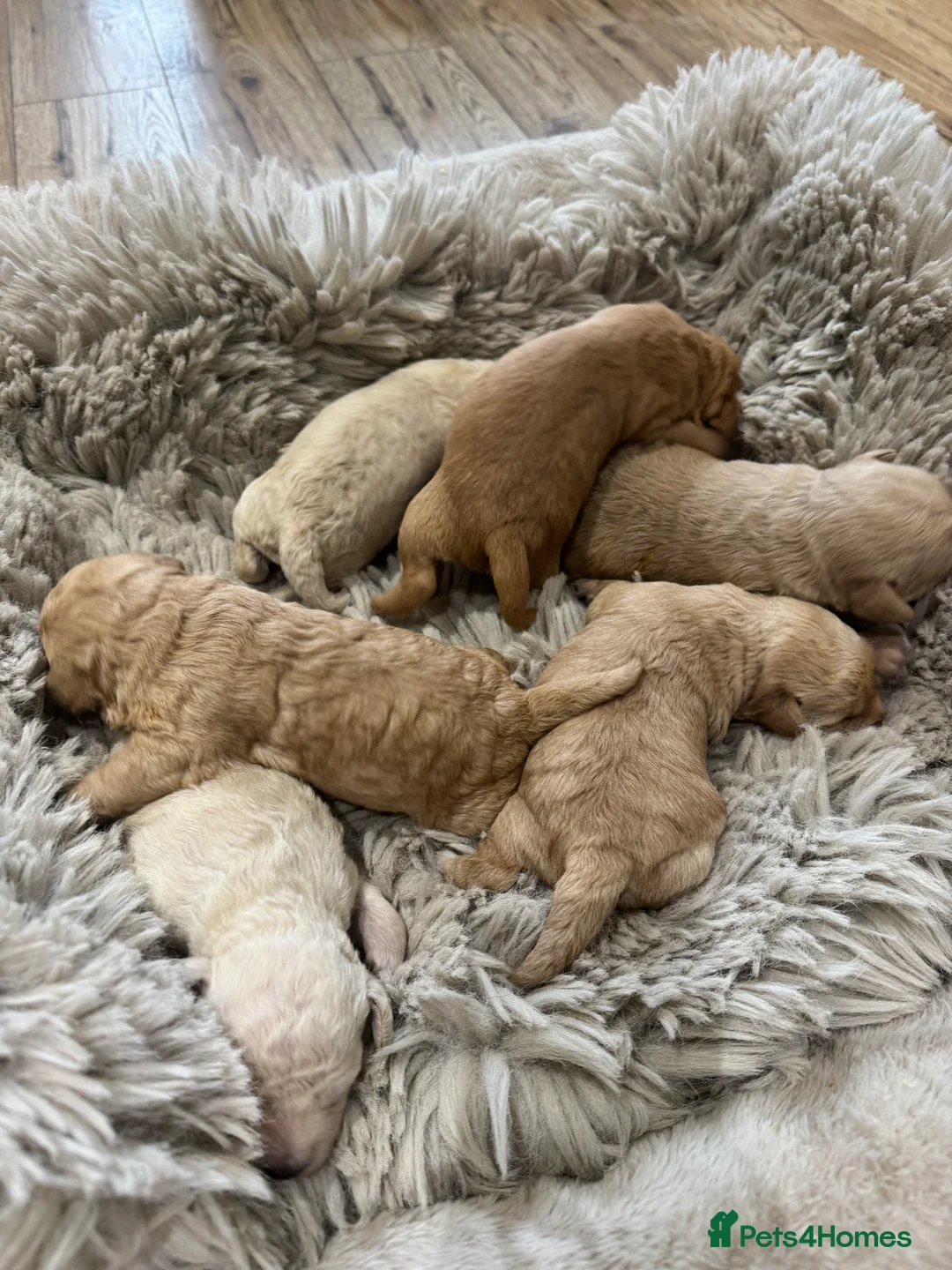 Cockapoo dogs for sale: Beautiful healthy cockapoo - Advert 1