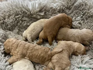 Cockapoo dogs Beautiful healthy cockapoo - Advert 1