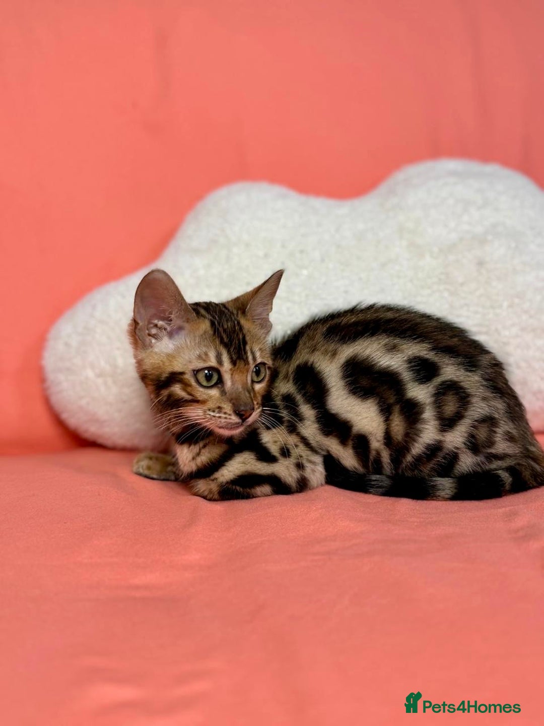 Bengal cats for sale: 🐾Purebred BENGAL Kittens🐾  - Image 16