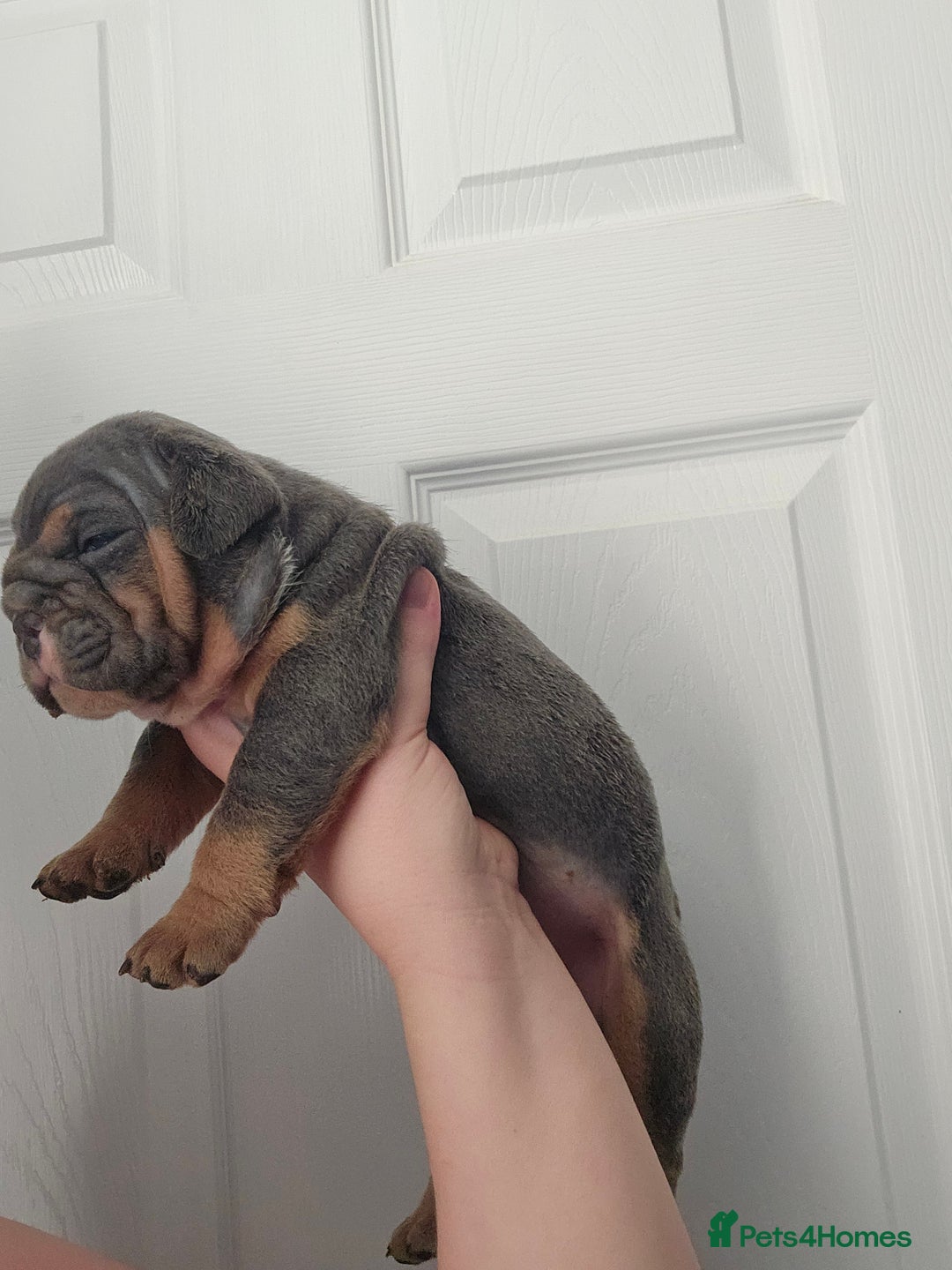 English Bulldog dogs for sale: Kc british bulldogs  - Image 5