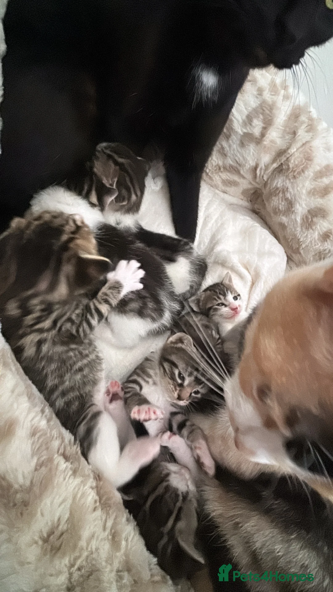 Mixed Breed cats for sale: Female kitten  - Advert 2
