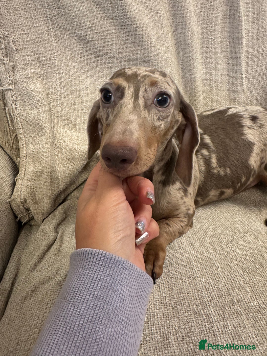 Miniature Dachshund dogs for sale: Miniature dachshunds  - Advert 4
