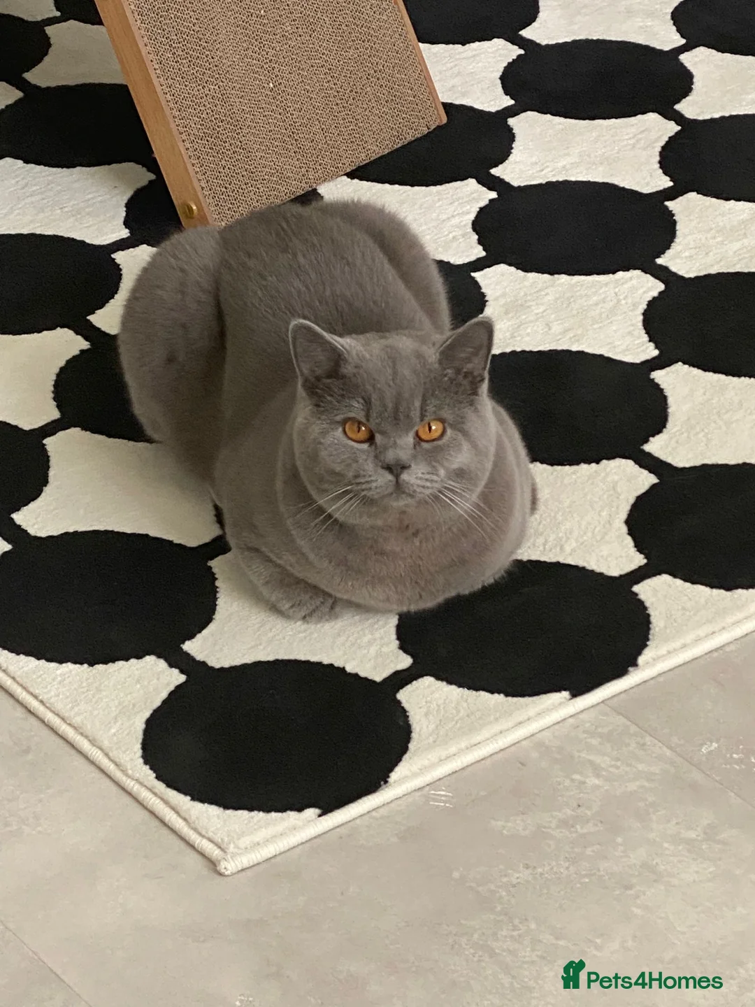 British Shorthair cats for sale: Casper. Pure British Shorthair. 10 months old. in London - Advert 1