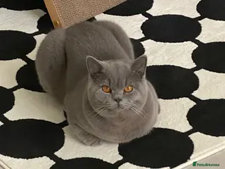 British Shorthair cats Casper. Pure British Shorthair. 10 months old. in London - Advert 1