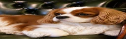 Cavalier King Charles Spaniel dogs for sale: DNA HEALTH TESTED CAVALIER KING CHARLES  - Advert 3