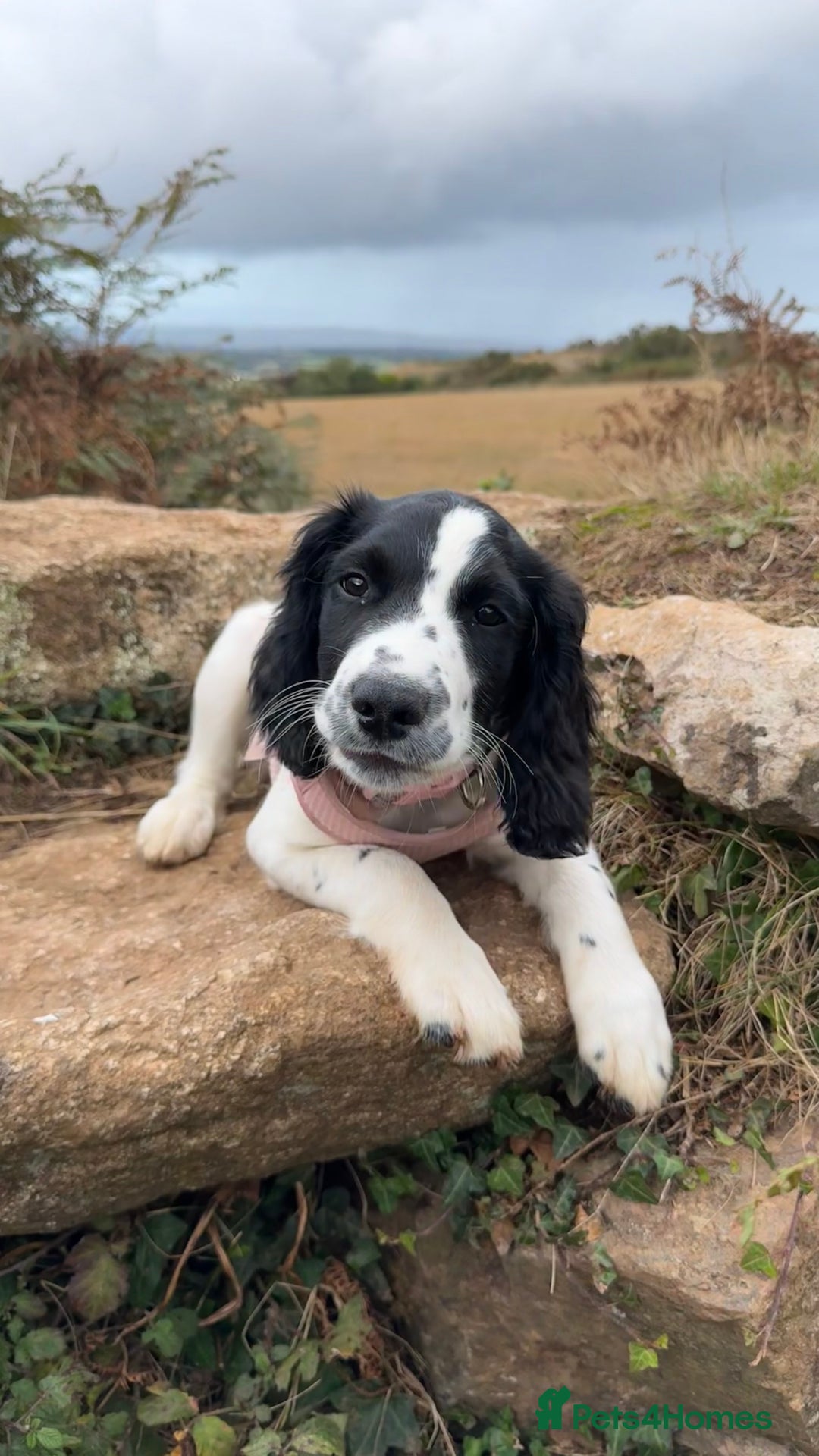 English Springer Spaniel dogs for sale: 5 month old female English springer spaniel  - Image 9