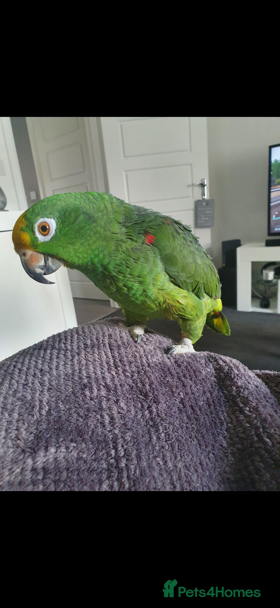 Parrots birds for sale: Yellow fronted amazon - Advert 1