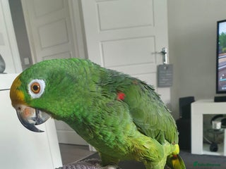 Parrots birds Yellow fronted amazon - Advert 8