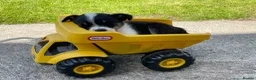 Border Collie dogs for sale: 4 Border Collie Puppies  - Advert 4