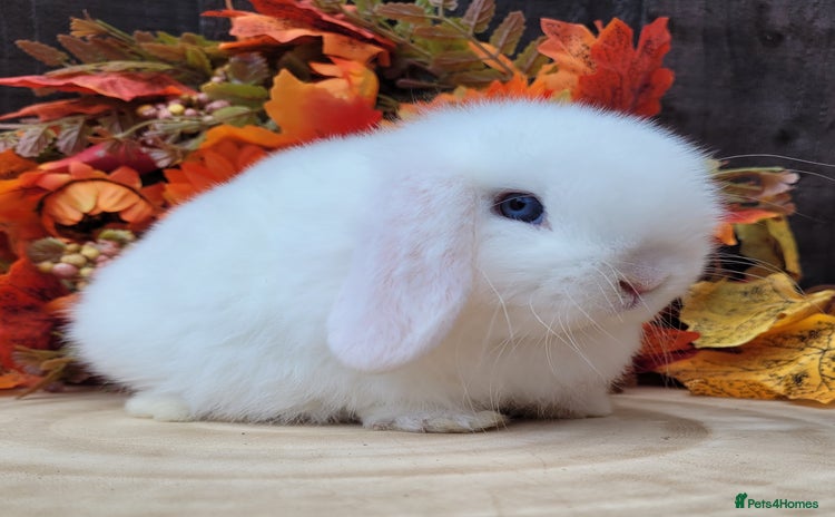 Mini Lop rabbits - Advert 1