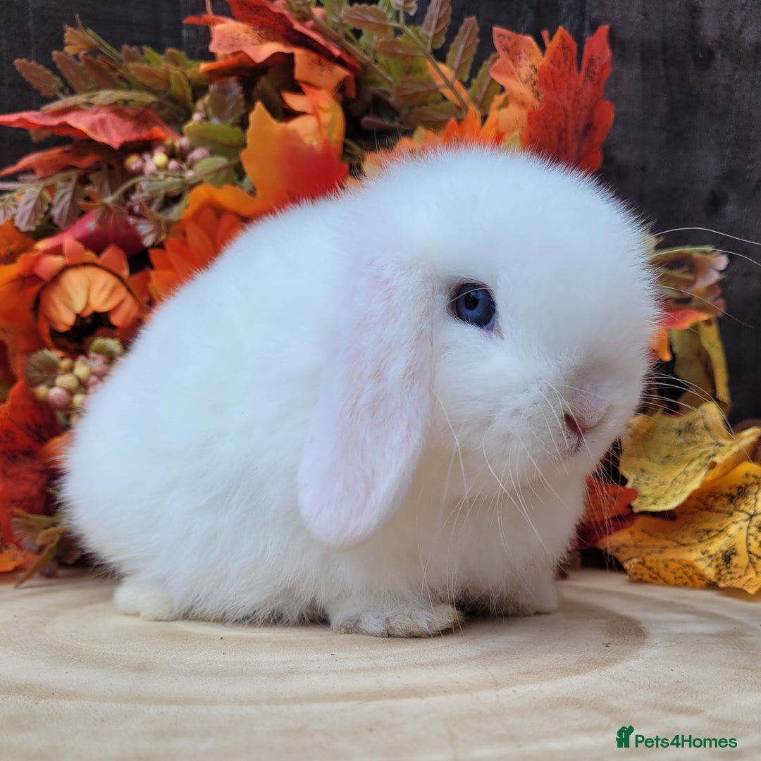 Mini Lop rabbits for sale: 3 Stunning baby pure bred mini lops available.  - Advert 6