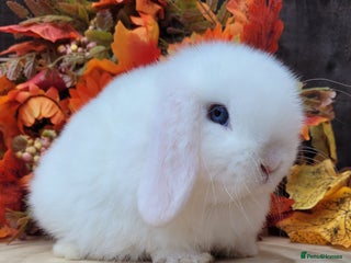 Mini Lop rabbits Stunning pure bred mini lops bunnies available. - Advert 4